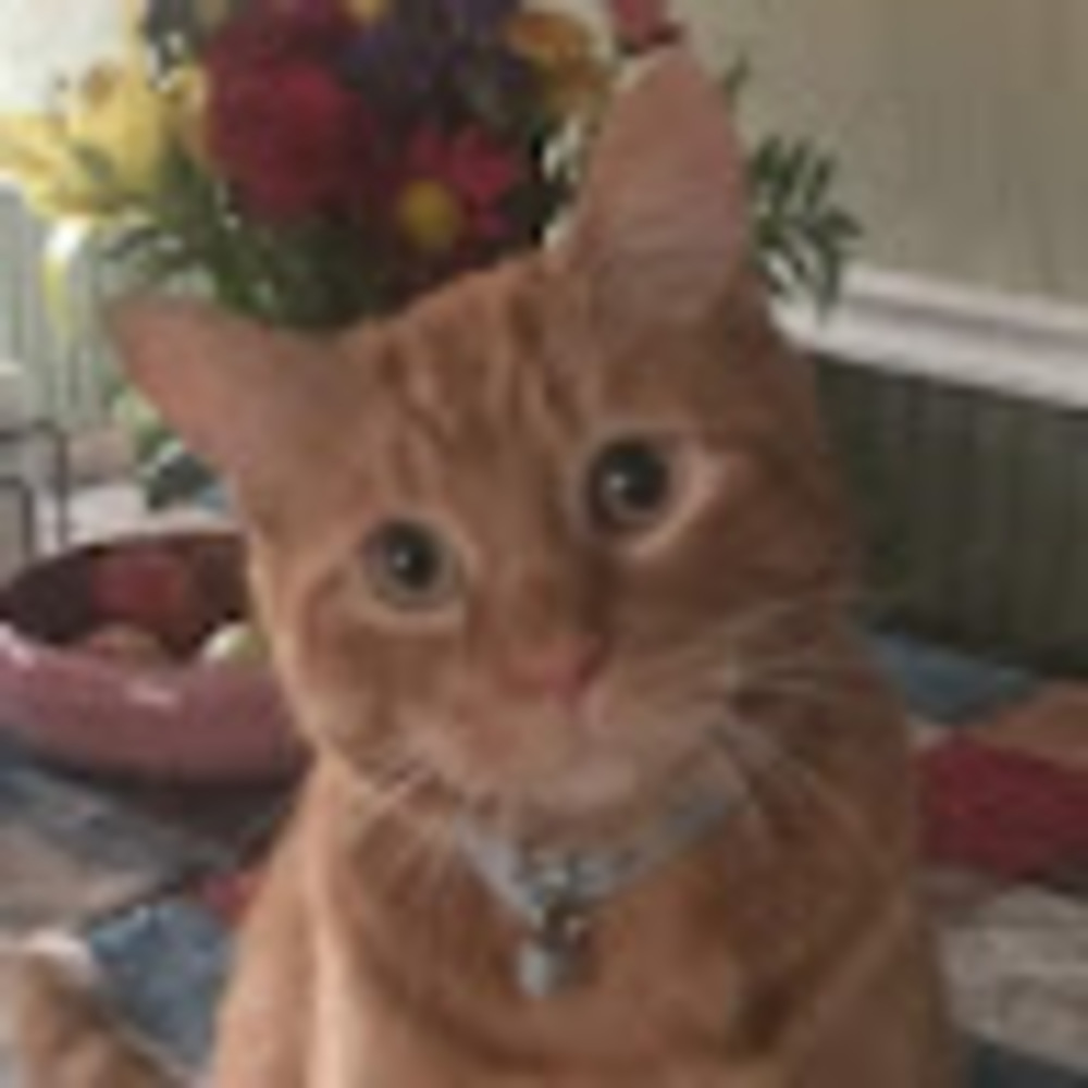 Meet your Posher, Suzy